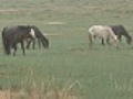 Wild Horses Grazing In The Rain