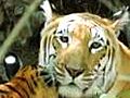 Tiger cubs spotted in Panna Reserve