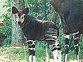 Raw Video: Baby okapi greets public,  a first