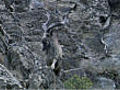 Markhor goat rut