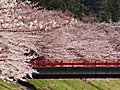 Cherry Blossoms And Bridge Stock Footage