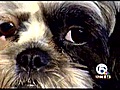 Dog lost at sea has new home in Lake Park (NewsChannel 5)