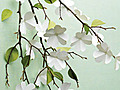 Paper Dogwood Flowers