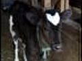 Baby Bull is Perfect Valentine Gift