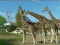 savane africaine