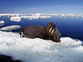 100 Places: Nunavut,  Canada