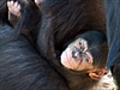 Baby Chimpanzee Sule