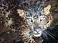 Cat-astrophe: Why Indian leopard is in a spot