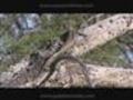 Desert Spiny Lizard (male) in the Wild