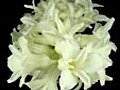 Time-lapse Dying White Hyacinth Christmas Flower 1 Isolated Black Top Stock Footage