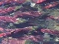 Spawning sockeye salmon