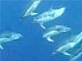 Video - Spanish Dolphins