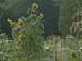Aurora Woman Assaulted While Gardening