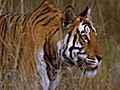 Saving tigers the filmy way