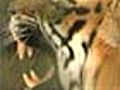 World Bank takes initiative to save tigers