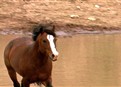 Wild Horses Kick Butt