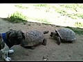 Deux tortues se battent!