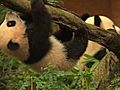 Panda Cub’s Media Debut
