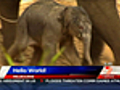 Baby elephant debuts