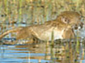 Chobe Crosses Over