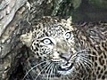 Leopard pulled from well in India