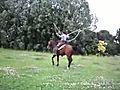 Jumping Rope With A Horse