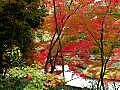 鳥居本の紅葉　2009