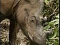 Bid to save rare rhinos