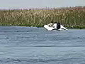 Royalty Free Stock Video HD Footage Power Boat in the Everglades in Florida