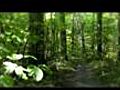 動画素材-大自然・緑（HD）