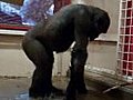 Breakdancing Gorilla