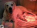 Les   puppies de   Fedge Noroy du Plessy  et Seal du Bois de la Rayére golden retriever sont nés