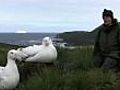 Satellite tagging wandering albatrosses