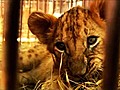 Bolivian Lion Cubs Head to US