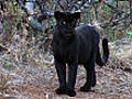 Black leopard