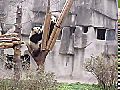 熊貓打架