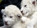 Welcoming white lion cubs