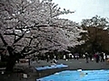 上野公園櫻花