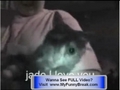 Extreme FUNNY - Talking Cat Videos - Talking Dogs