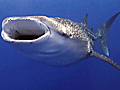 दुनिया की सबसे बड़ी मछली व्हेल शॉर्क