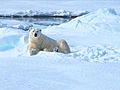 Photography in the High Arctic. Ice and Polar Bears.