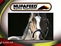 NUPAFEED USA - Magnesium and L-Carnitine Supplements for Horse...