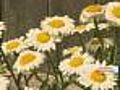 Gardening With Gutner: Too Late To Plant?