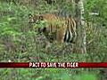 Pact to save the tiger
