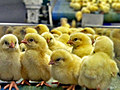 Hühnerfarmen: automatisiertes Brüten im Akkord