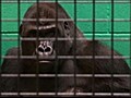 Gorilla Relocates To Find Love