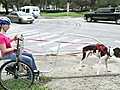 Getting around town with a dog-drawn cart