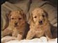 Labradoodle Breeder Puppies  Soo Cute