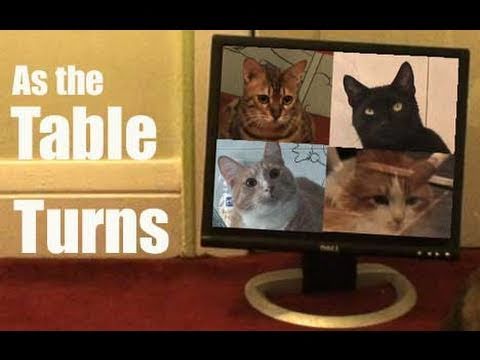 Cat Clips 150 As The Table Turns - Exyi - Ex Videos