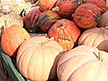 Earth: Pumpkins: Not Just for Halloween Anymore